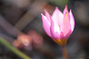 DSCF3794