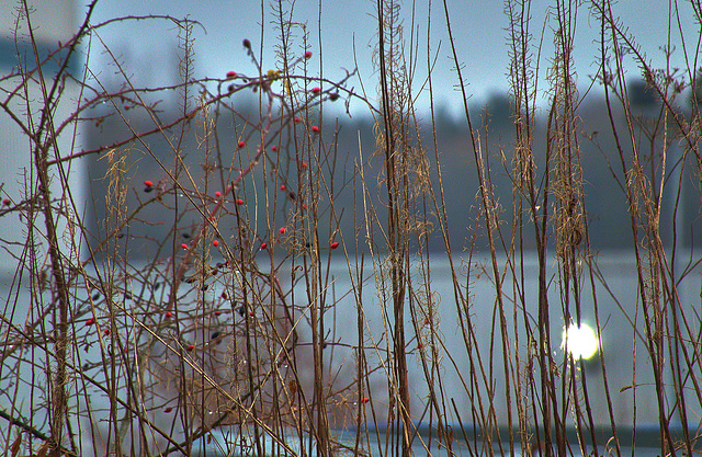 Winter Grasses