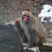 Japan, Jigokudani Yaen-Kōen Snow Monkey Park, Japanese Macaque at the Hot Spring