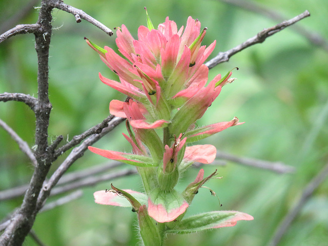 Indian Paintbrush / Castilleja