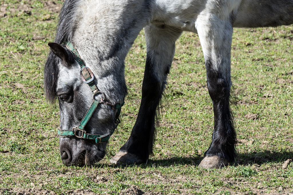 Fresh Grass (1)