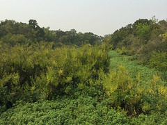 Cosumnes River Preserve