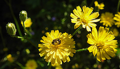 20200624 9115CPw [D~LIP] Habichtskraut (Hieracium lachenalii), Insekten, Bad Salzuflen