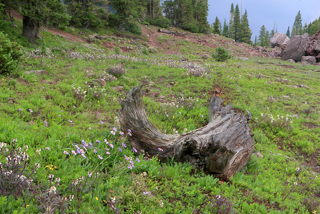 Wildflowers