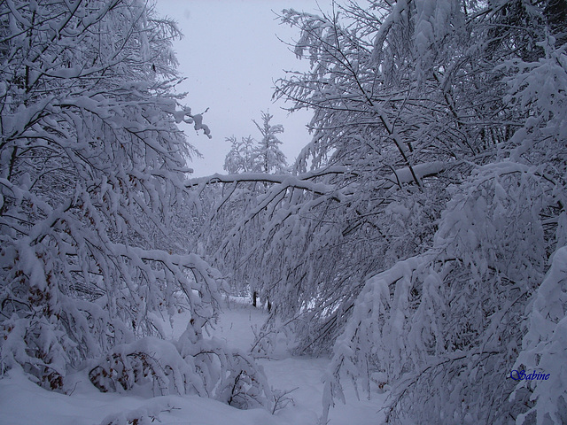 Dans le jura, cette année là !