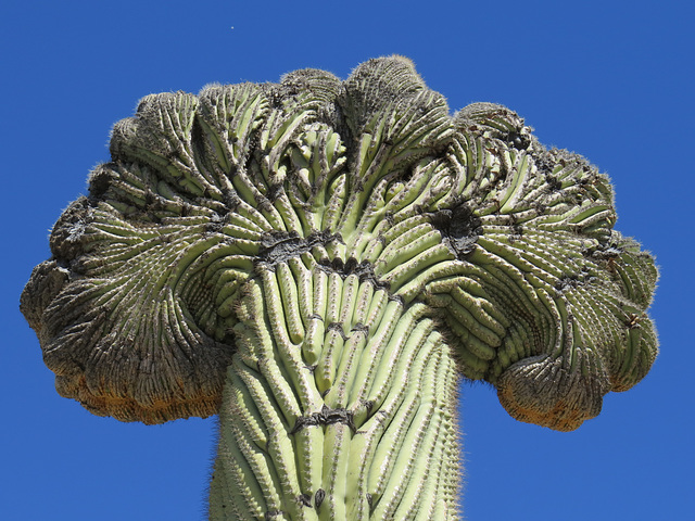 Crown Of Thorns