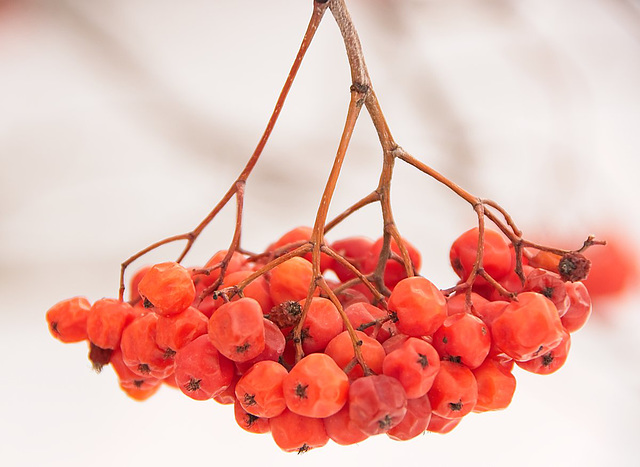 frozen berries