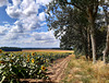 Entre nuages et tournesols