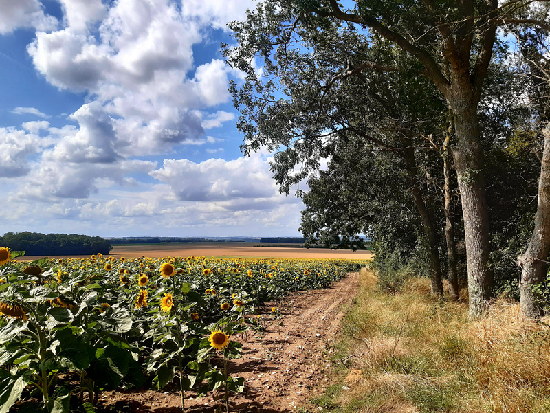 Entre nuages et tournesols