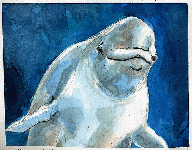 Beluga Whale