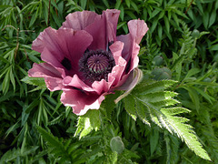 Pink Poppy