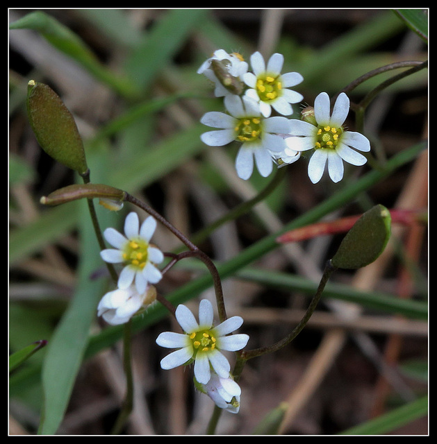 Draba verna -drave printanière Draba verna -drave printanière