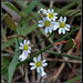 Draba verna -drave printanière