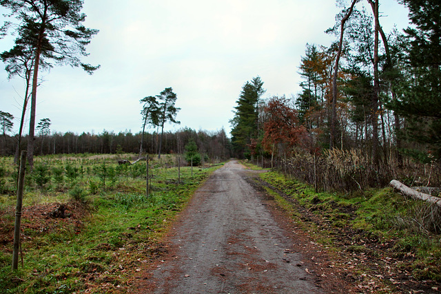 Ahsener Allee (Haard, Datteln) / 1.12.2018