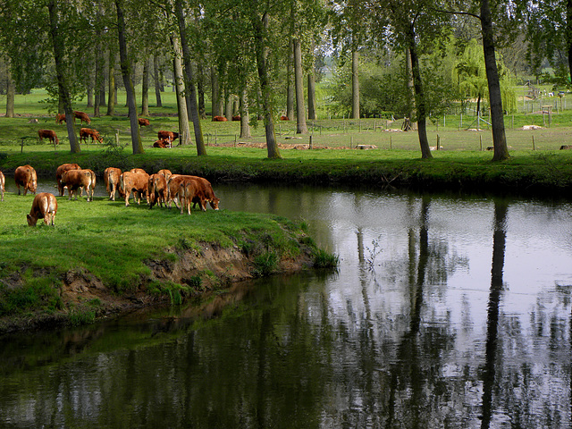 Cattle brown