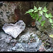Heart on the rocks