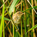 Reed warbler