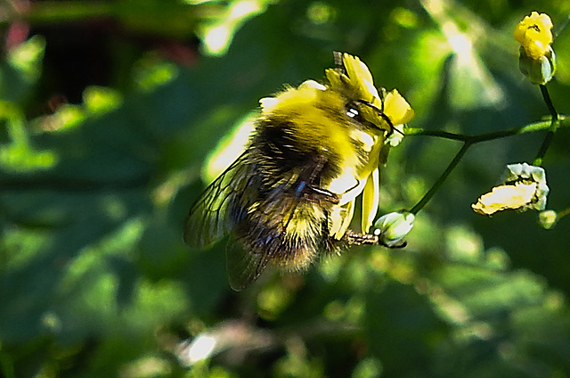 20200624 9116CPw [D~LIP] Hummel, Bad Salzuflen