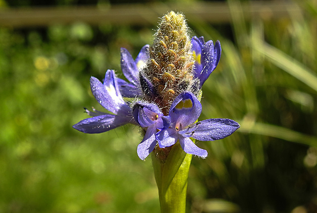 20210723 1894CPw [D~LIP] Herzblättriges Hechtkraut (Pontederia cordata), Bad Salzuflen