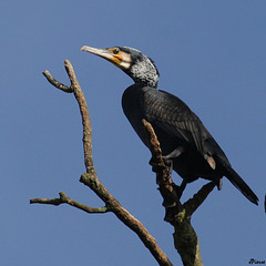 Grand cormoran