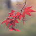 Autumn Maple