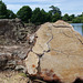 Felled gnarled stump