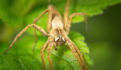 Die Listspinne (Pisaura mirabilis) war mal unterwegs :))  The (Pisaura mirabilis) spider was out and about :))  L'araignée rusée (Pisaura mirabilis) était en déplacement :))