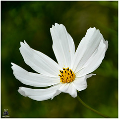 Cosmos Blanc