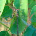 Western Willow Spreadwing f (Lestes viridis) 1