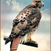 Red Tailed Hawk