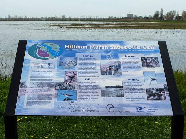 Day 3, Hillman Marsh, Ontario