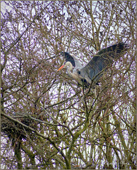 Grey heron was making his new Nest...