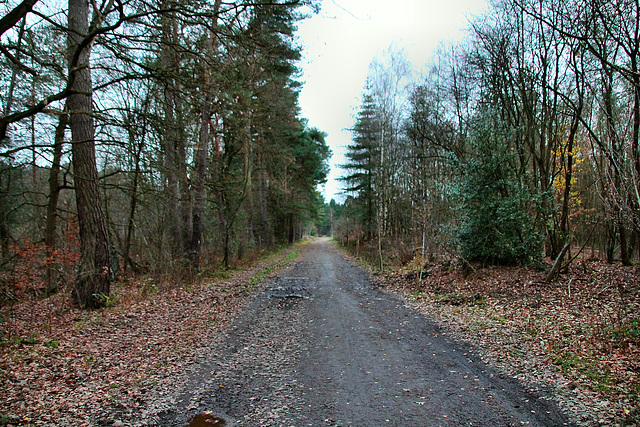 Ahsener Allee (Haard, Datteln) / 1.12.2018