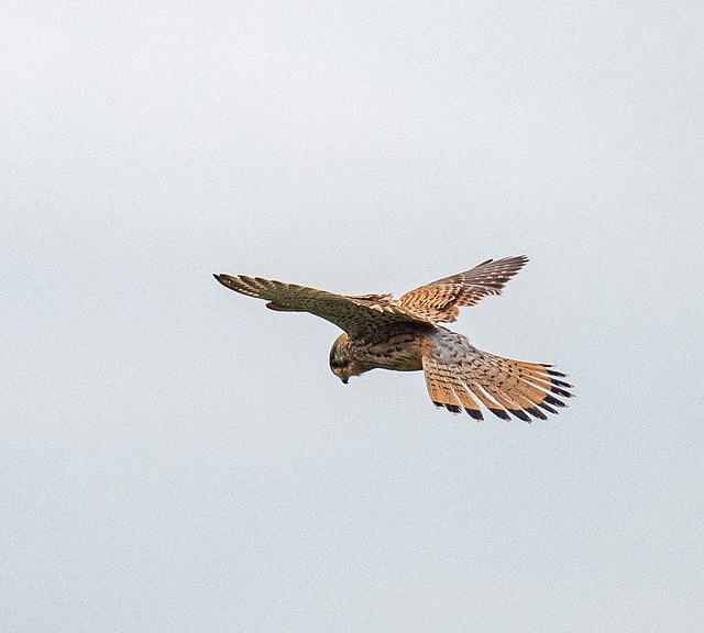 Kestrel