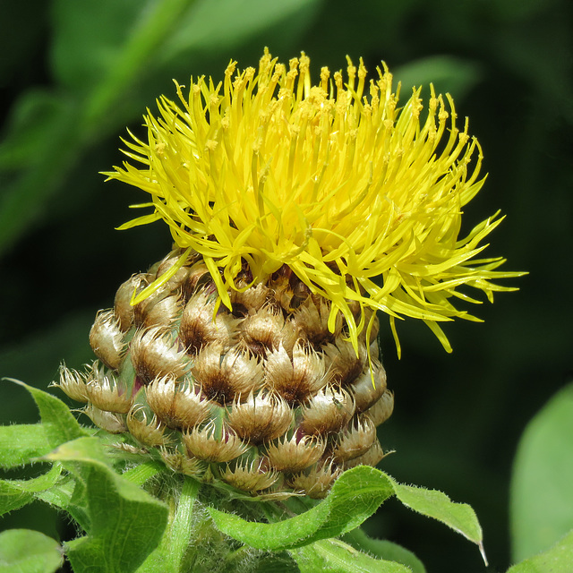 Globe Centurea / Centaurea macrocephala