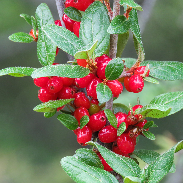 Canada Buffaloberry / Shepherdia canadensis