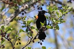 Male Red-winged Blackbird