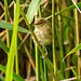 Reed warbler