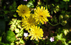 20200624 9121CPw [D~LIP] Habichtskraut (Hieracium lachenalii), Insekt, Bad Salzuflen