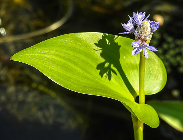 20210723 1895CPw [D~LIP] Herzblättriges Hechtkraut (Pontederia cordata), Bad Salzuflen
