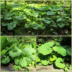 Gewöhnliche Pestwurz (Petasites hybridus)