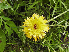 Garten-Ringelblume