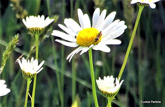 Visitor On Daisy.