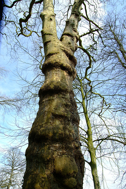 Rescued Tree