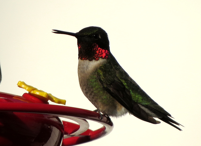 Male Ruby-throated Hummingbird