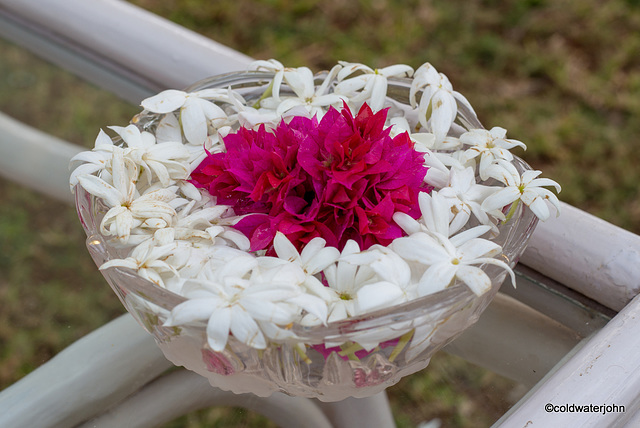 Garden flowers at Nandgaon