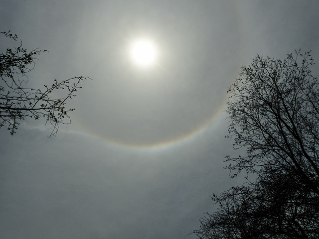 Day 3, sun halo, Hillman Marsh