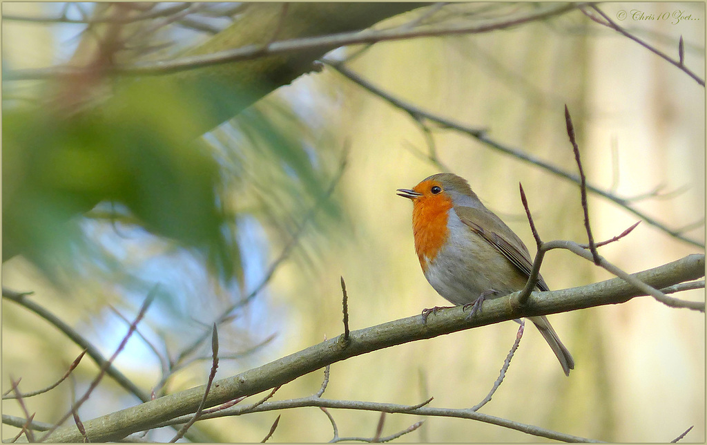 Cute Robin was singing for me... Loved it!