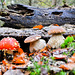 Two porcini mushrooms and one fly agaric