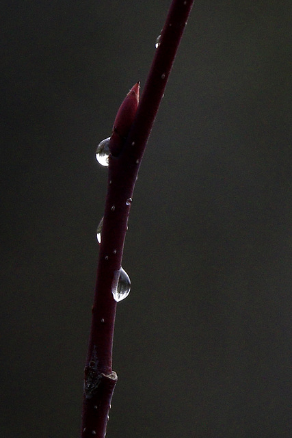 Raindrops